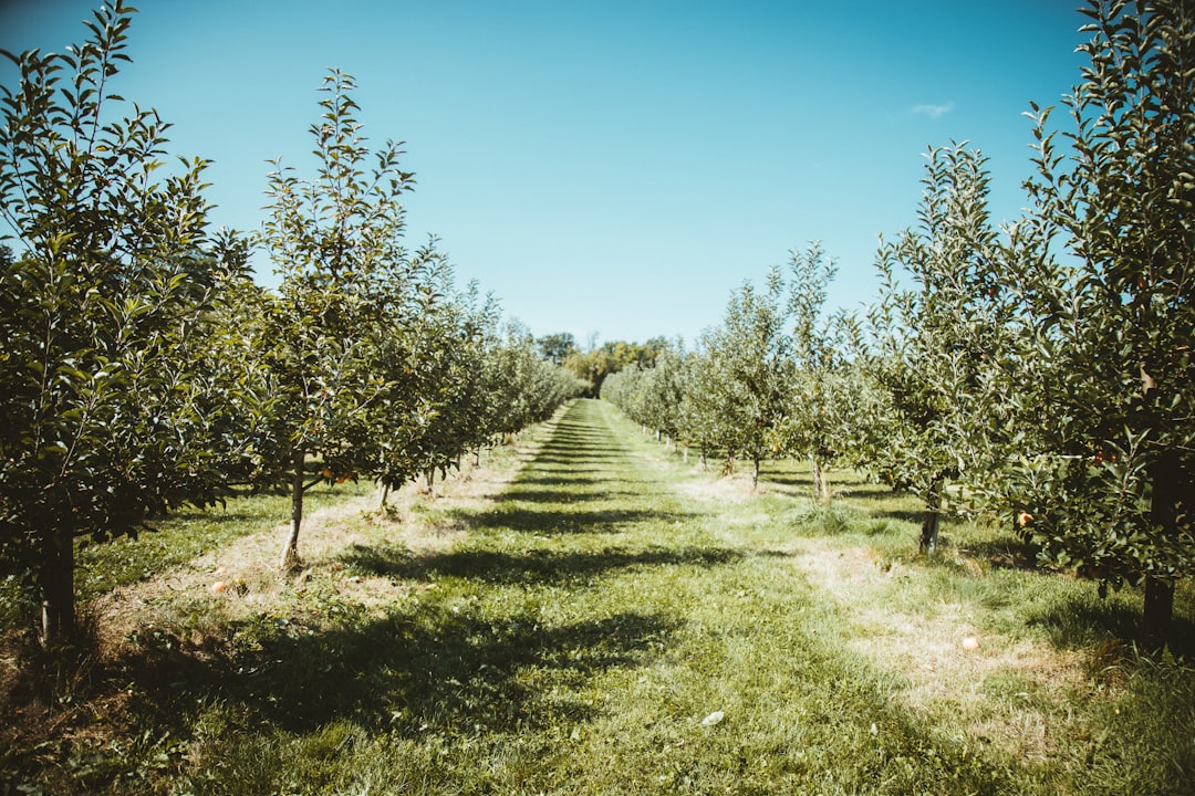 Photo Apple orchard